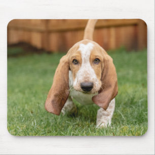 Basset Houng Puppy Walking Muismat