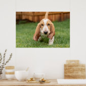 Basset Houng Puppy Walking Poster (Keuken)