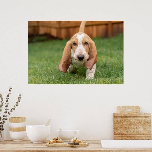 Basset Houng Puppy Walking Poster (Keuken)