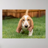 Basset Houng Puppy Walking Poster (Voorkant)