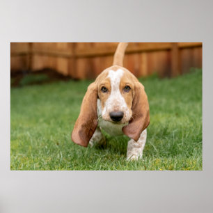 Basset Houng Puppy Walking Poster