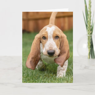 Basset Houng Puppy Walting Kaart