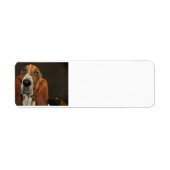 bassetshond 2 etiket (Voorkant)