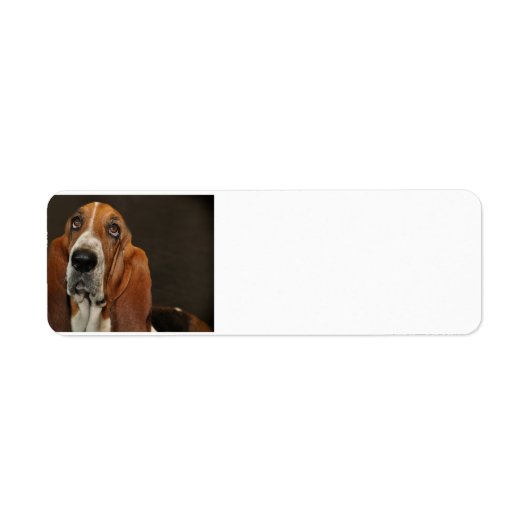 bassetshond 2 etiket (Voorkant)