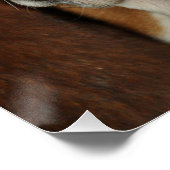 bassetshond 2 perfect poster (Hoek)