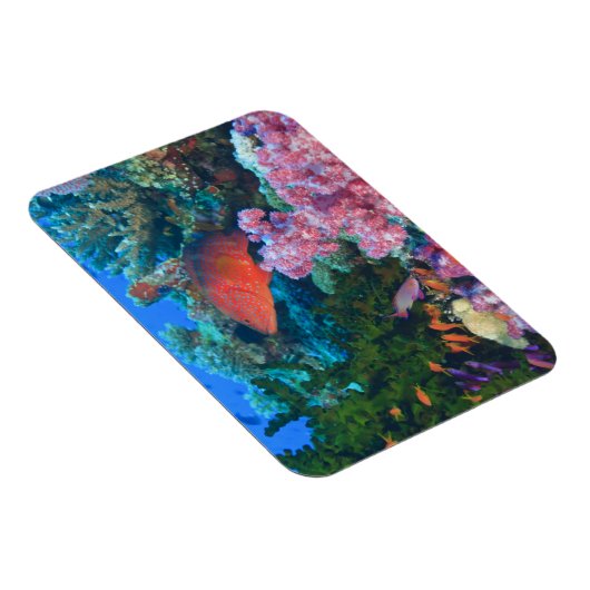 Basslets voor schoolkinderen (Pseudanthias) Magneet (Rechterzijde)