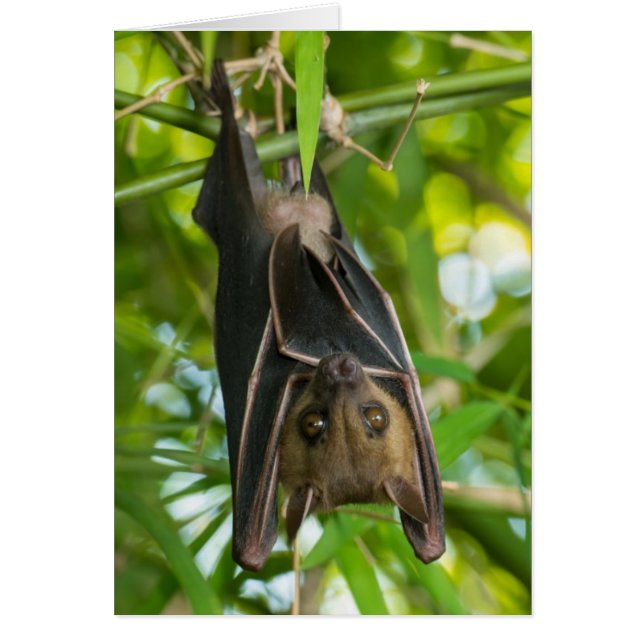 Bat (Voorkant)