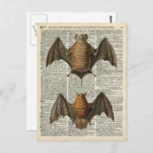 Bat Anatomy Briefkaart (Voorkant / Achterkant)