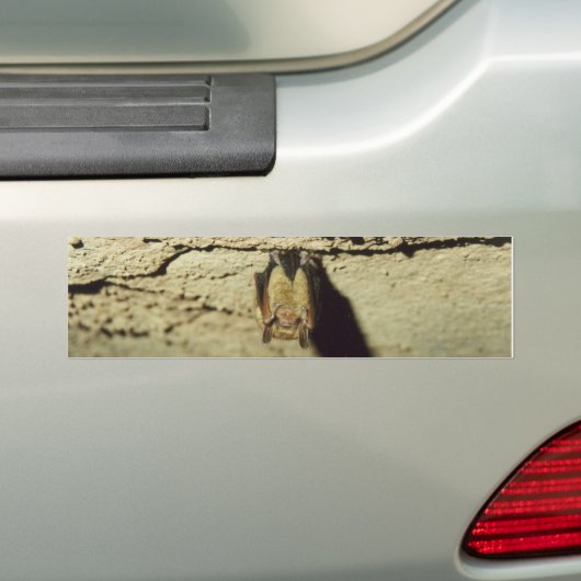 Bat Bumpersticker (Op auto)