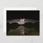 Bat drink tijdens de vlucht, Arizona Briefkaart (Voorkant / Achterkant)