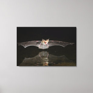 Bat drink tijdens de vlucht, Arizona Canvas Afdruk