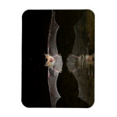 Bat drink tijdens de vlucht, Arizona Magneet (Verticaal)