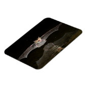 Bat drink tijdens de vlucht, Arizona Magneet (Linkerzijde)