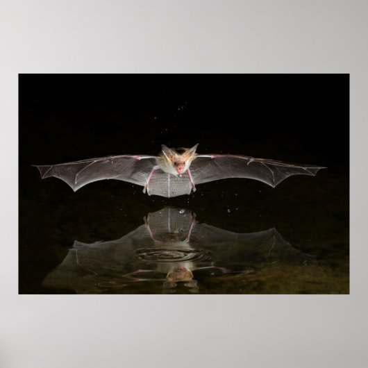Bat drink tijdens de vlucht, Arizona Poster (Voorkant)