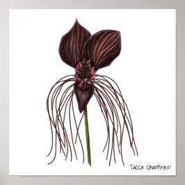 Bat Flower Illustration Poster