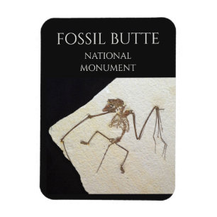 Bat Fossil, Fossil Butte Nationaal Monument Magneet