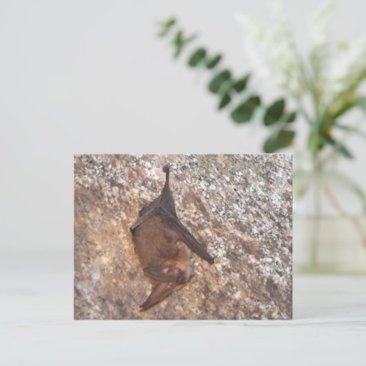 Bat in een grot briefkaart (Staand voorkant)