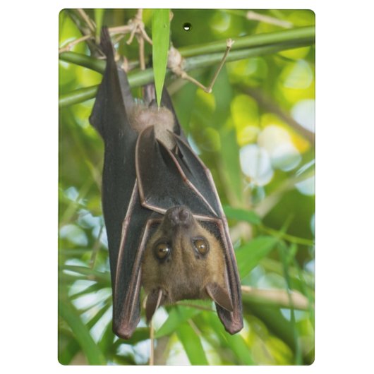 Bat Klembord (Achterkant)