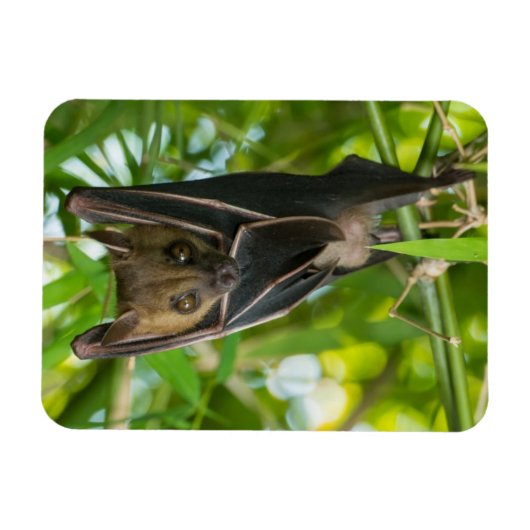 Bat Magneet (Horizontaal)