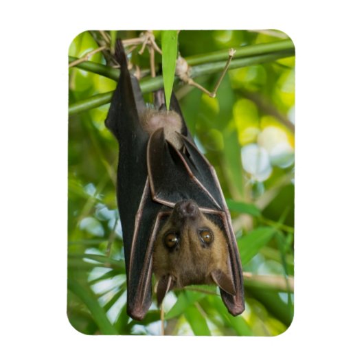 Bat Magneet (Verticaal)