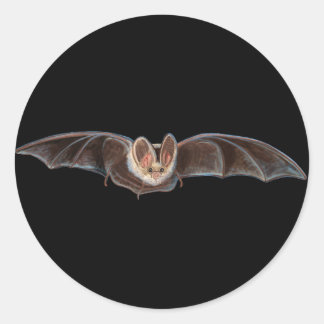 Bat Pipistrellus pipipistrellus Illustratie Ronde Sticker