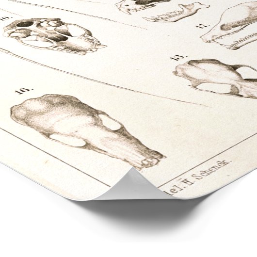 Bat Skeleton and Skulls Veterinary Anatomy Print (Hoek)