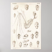 Bat Skeleton and Skulls Veterinary Anatomy Print (Voorkant)