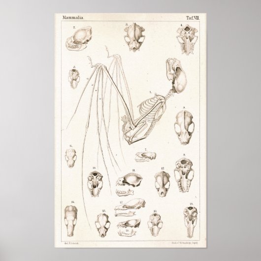 Bat Skeleton and Skulls Veterinary Anatomy Print (Voorkant)