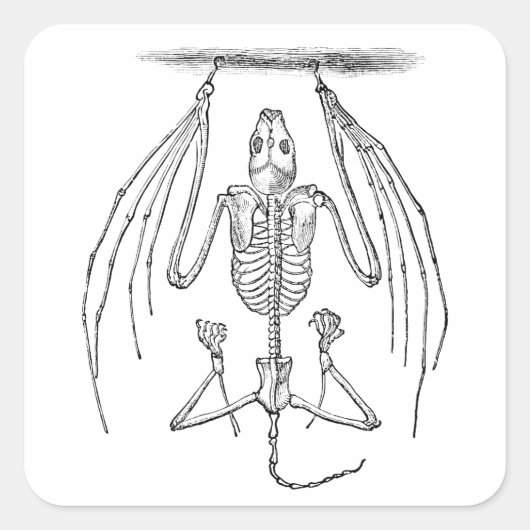 Bat Skeleton - Bats en Halloween Sjabloon Vierkante Sticker (Voorkant)