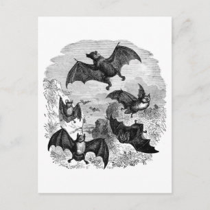 Bat Sketch Briefkaart