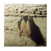 Bat Tegeltje (Voorkant)
