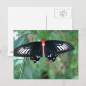Bat Wing Butterfly Briefkaart (Voorkant / Achterkant)