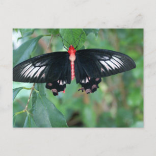 Bat Wing Butterfly Briefkaart