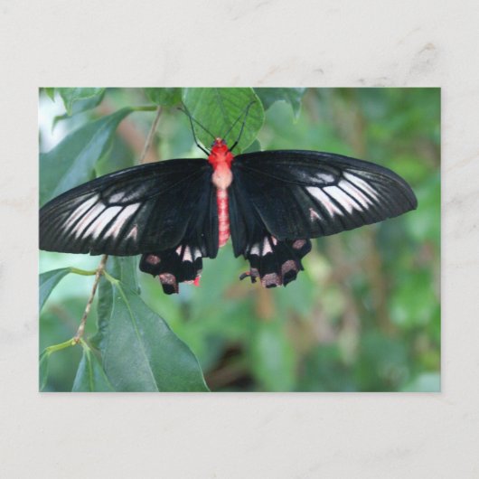 Bat Wing Butterfly Briefkaart (Voorkant)
