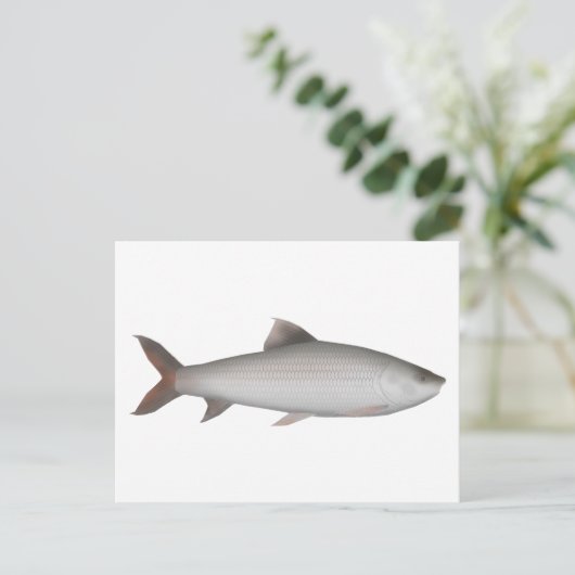 Bata Briefkaart (Staand voorkant)