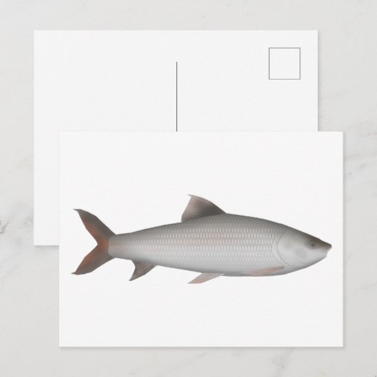Bata Briefkaart (Voorkant / Achterkant)