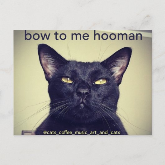 Batcat: Bow voor me Briefkaart (Voorkant)