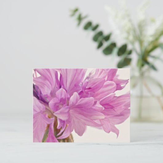 Batchelor-Button Briefkaart (Staand voorkant)