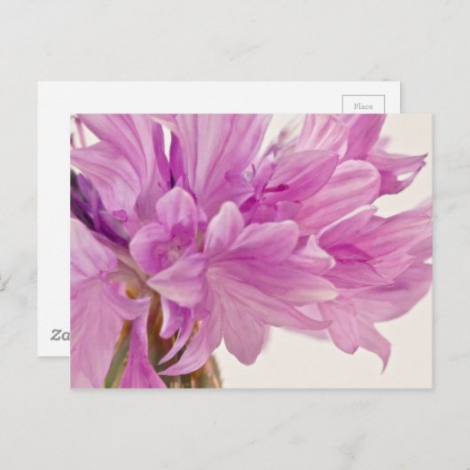 Batchelor-Button Briefkaart (Voorkant / Achterkant)