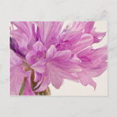 Batchelor-Button Briefkaart (Voorkant)