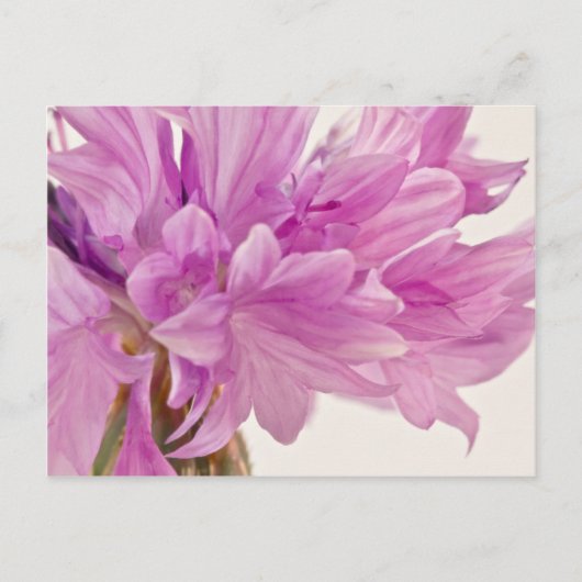 Batchelor-Button Briefkaart (Voorkant)