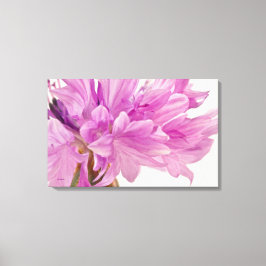 Batchelor-Button Canvas Afdruk