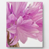 Batchelor-Button Fotoplaat (Voorkant)