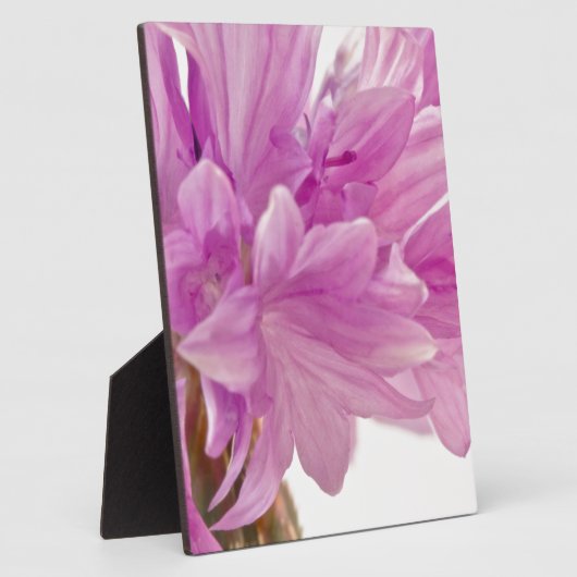 Batchelor-Button Fotoplaat (Zijkant)