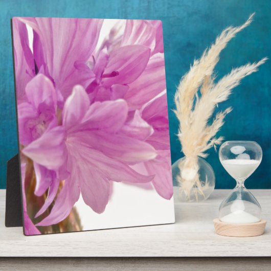 Batchelor-Button Fotoplaat (Zijkant)