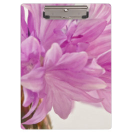 Batchelor-Button Klembord