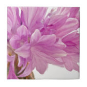 Batchelor-Button Tegeltje (Voorkant)