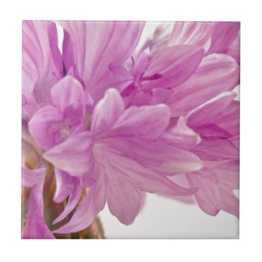 Batchelor-Button Tegeltje (Voorkant)