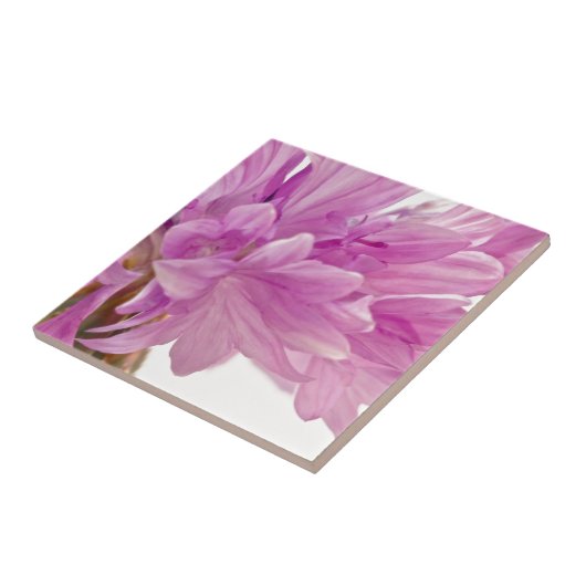 Batchelor-Button Tegeltje (Zijkant)