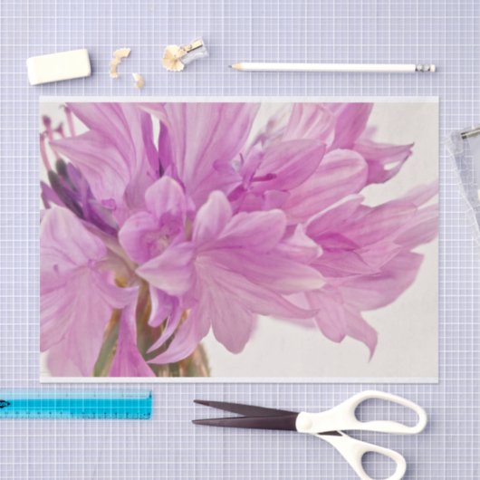 Batchelor-Button Tissuepapier (Craft)